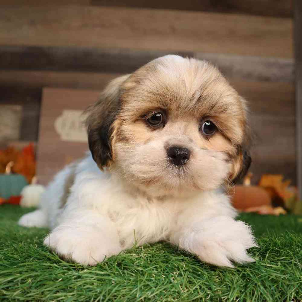 carousel pet images