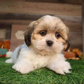 Shih Tzu