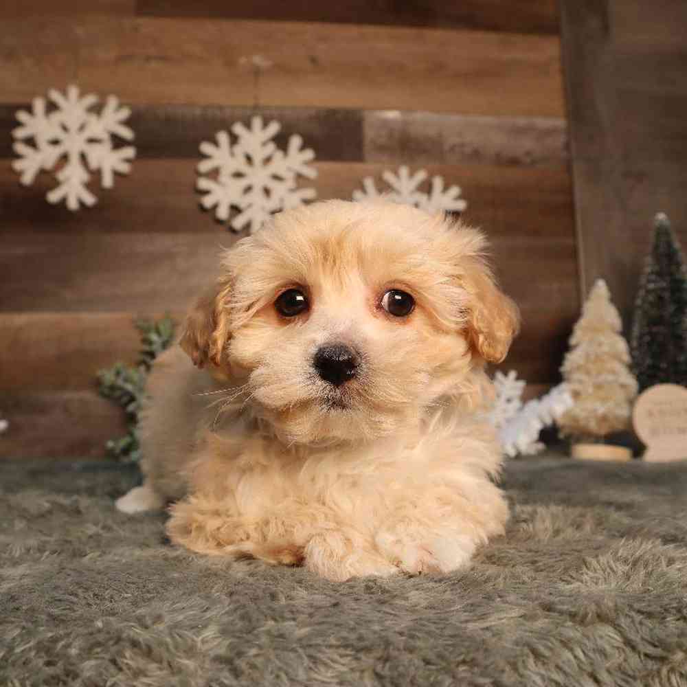 Male Maltipoo Puppy for Sale in Blaine, MN