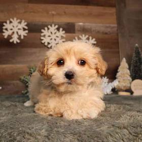 Maltipoo