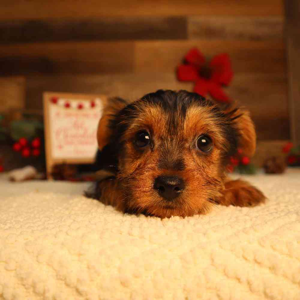 Female Yorkshire Terrier Puppy for Sale in Blaine, MN