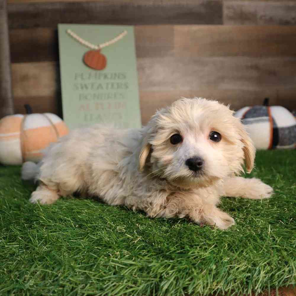 Male Maltipoo Puppy for Sale in Blaine, MN