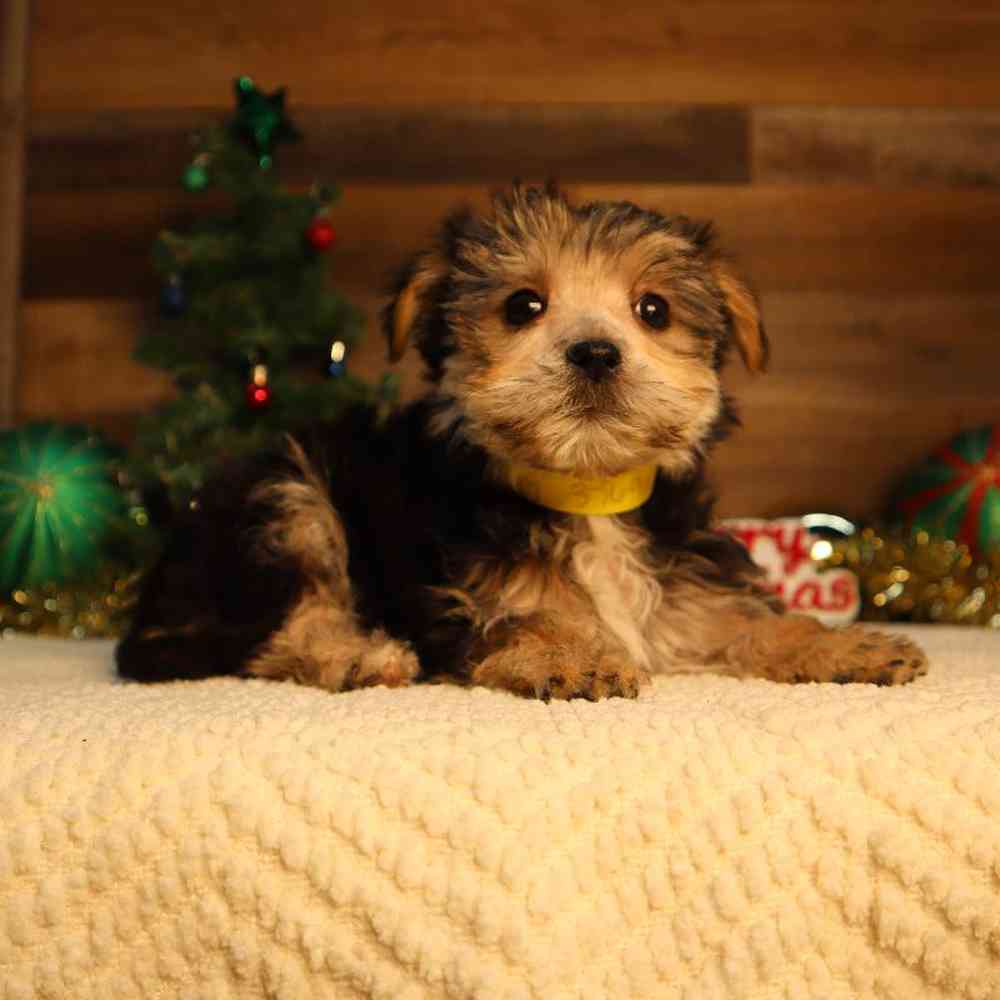 Female Morkie Puppy for Sale in Blaine, MN