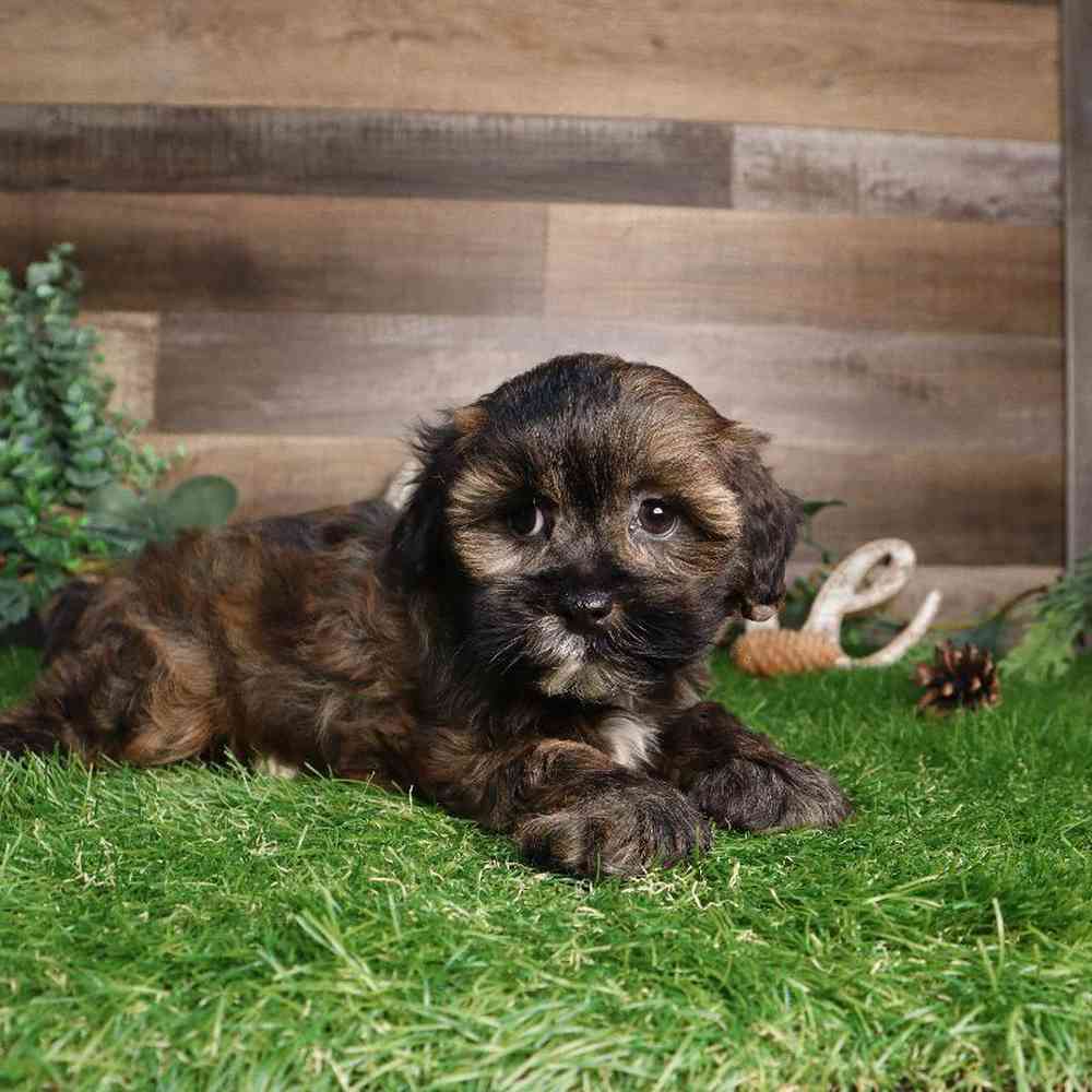 Male Shipoo Puppy for Sale in Blaine, MN