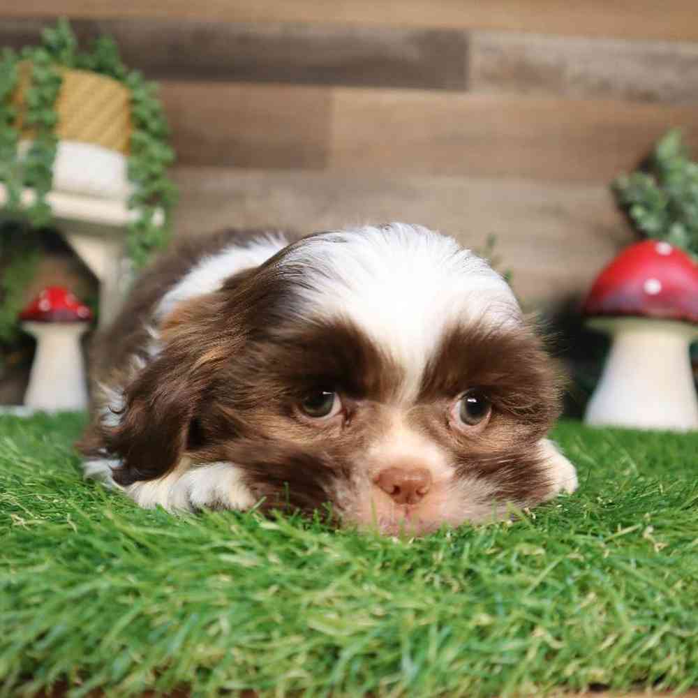 Male Shih Tzu Puppy for Sale in Blaine, MN