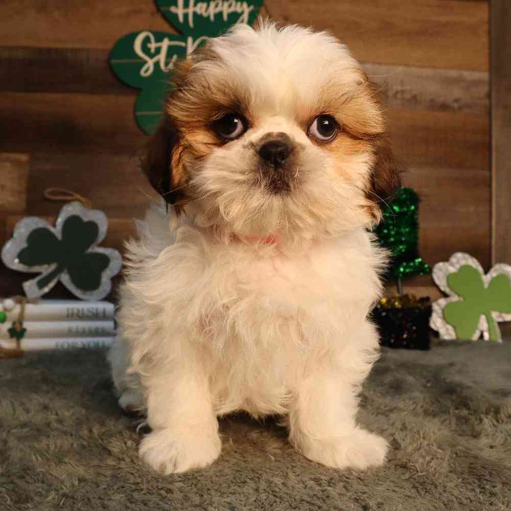 Female Shih Tzu Puppy for Sale in Blaine, MN