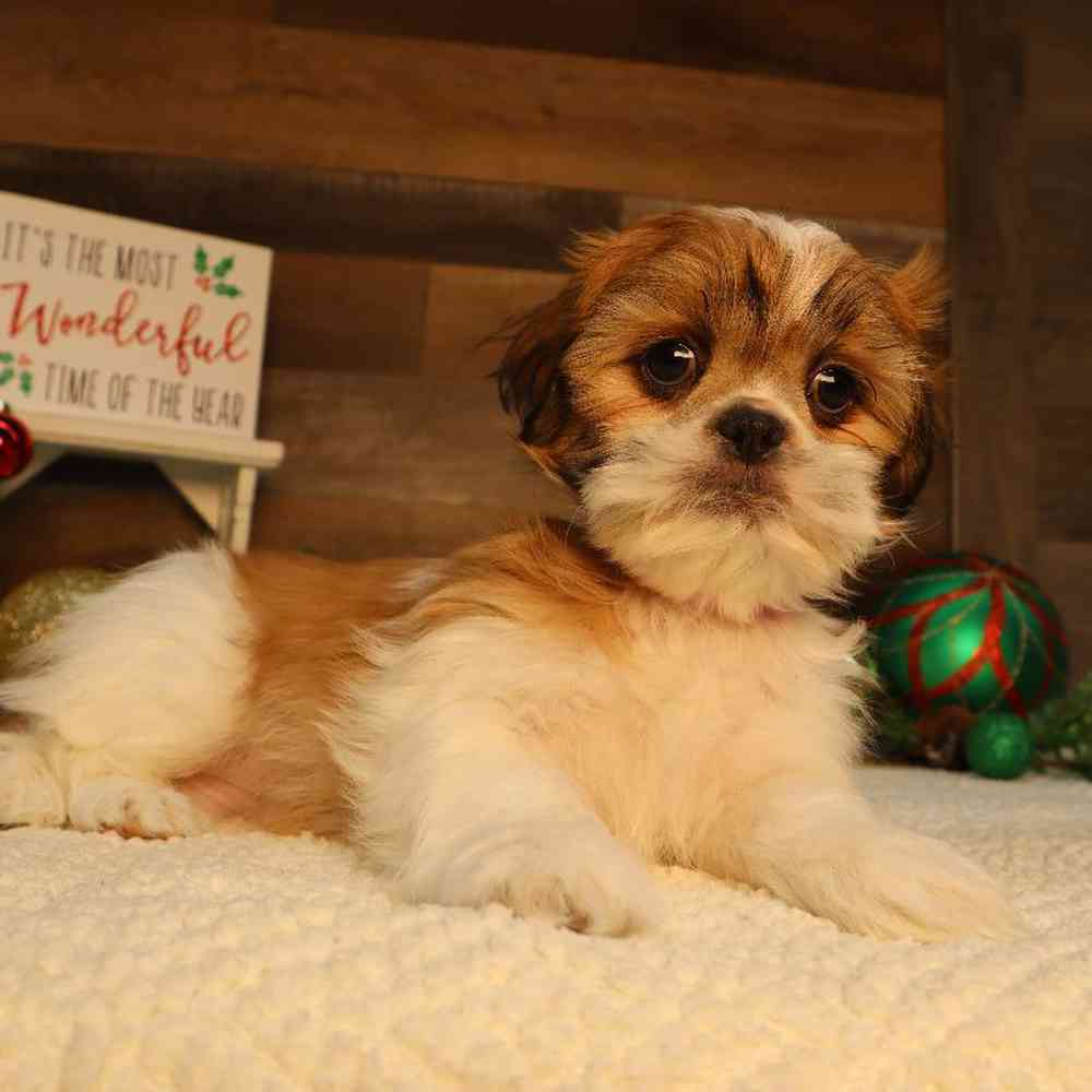Female Malshi Puppy for Sale in Blaine, MN