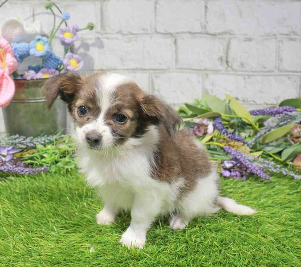 carousel pet images