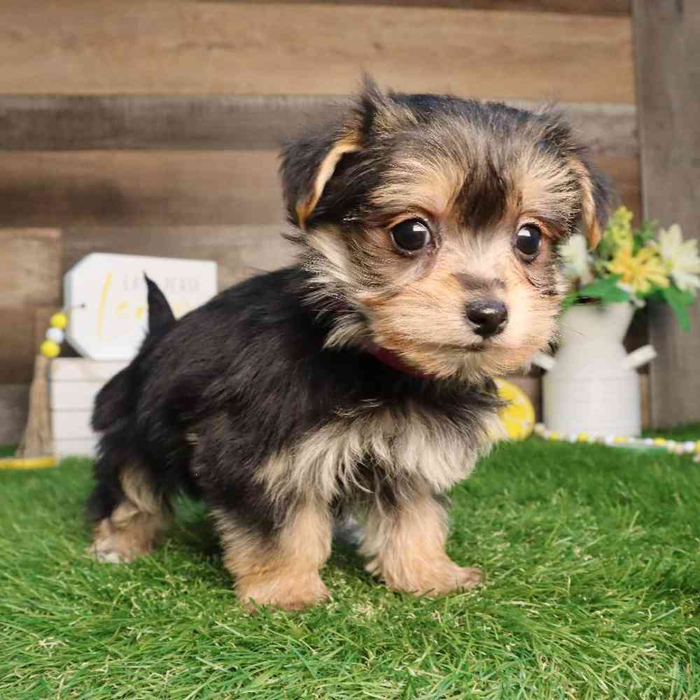 Female Morkie Puppy for Sale in Blaine, MN