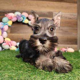 Mini Schnauzer
