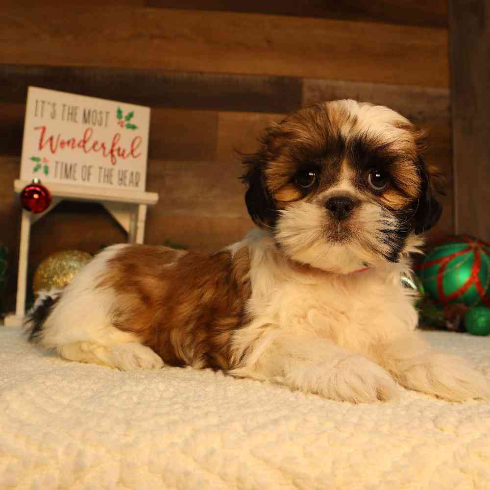 Female Malshi Puppy for Sale in Blaine, MN