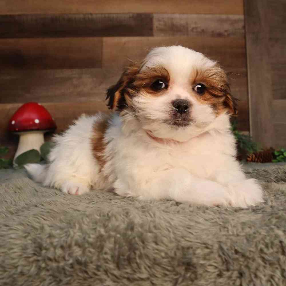 Female Malshi Puppy for Sale in Blaine, MN