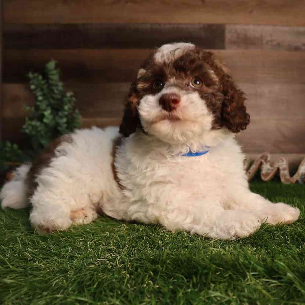 carousel pet images