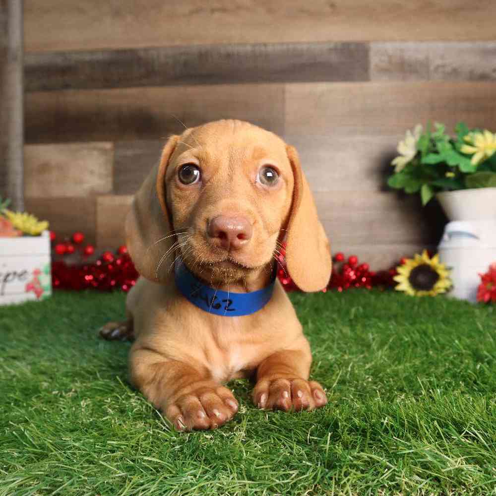 Male Dachshund Puppy for Sale in Blaine, MN