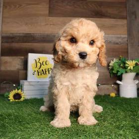 Cavapoo