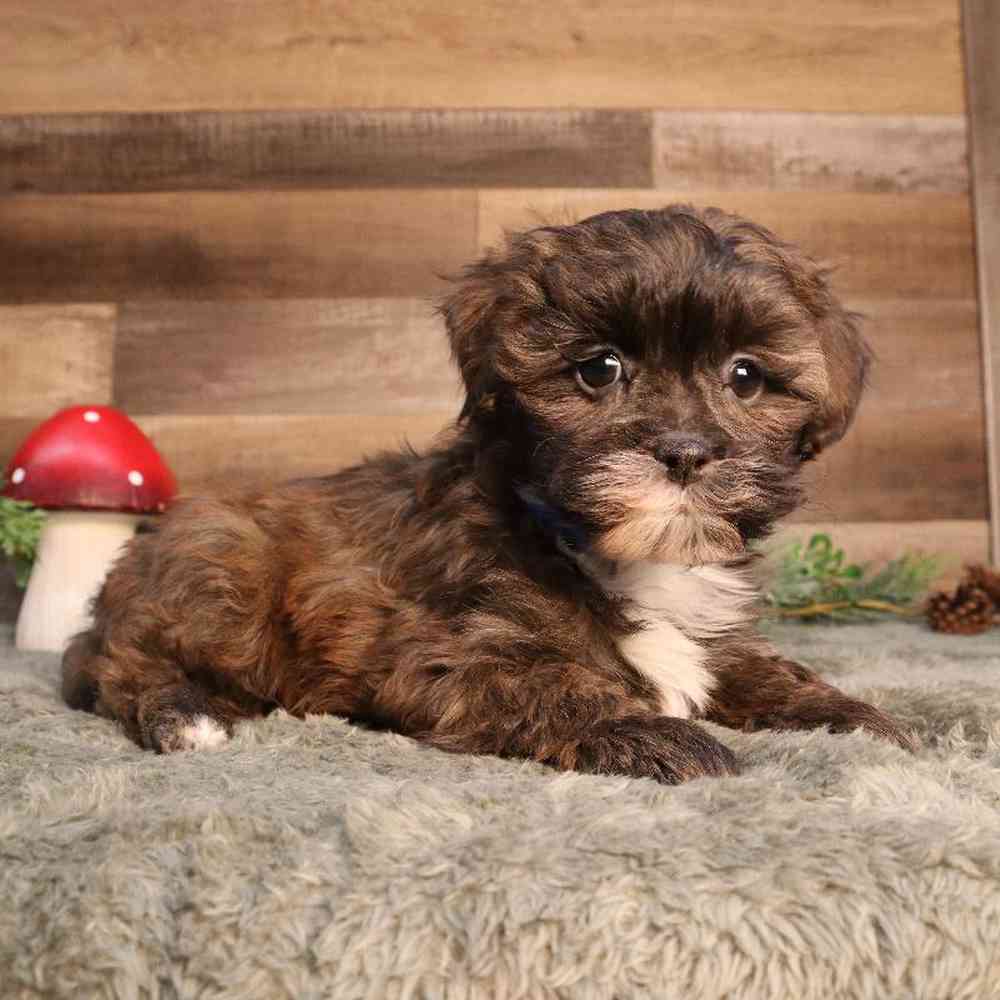 Male Shipoo Puppy for Sale in Blaine, MN
