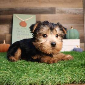 Yorkshire Terrier