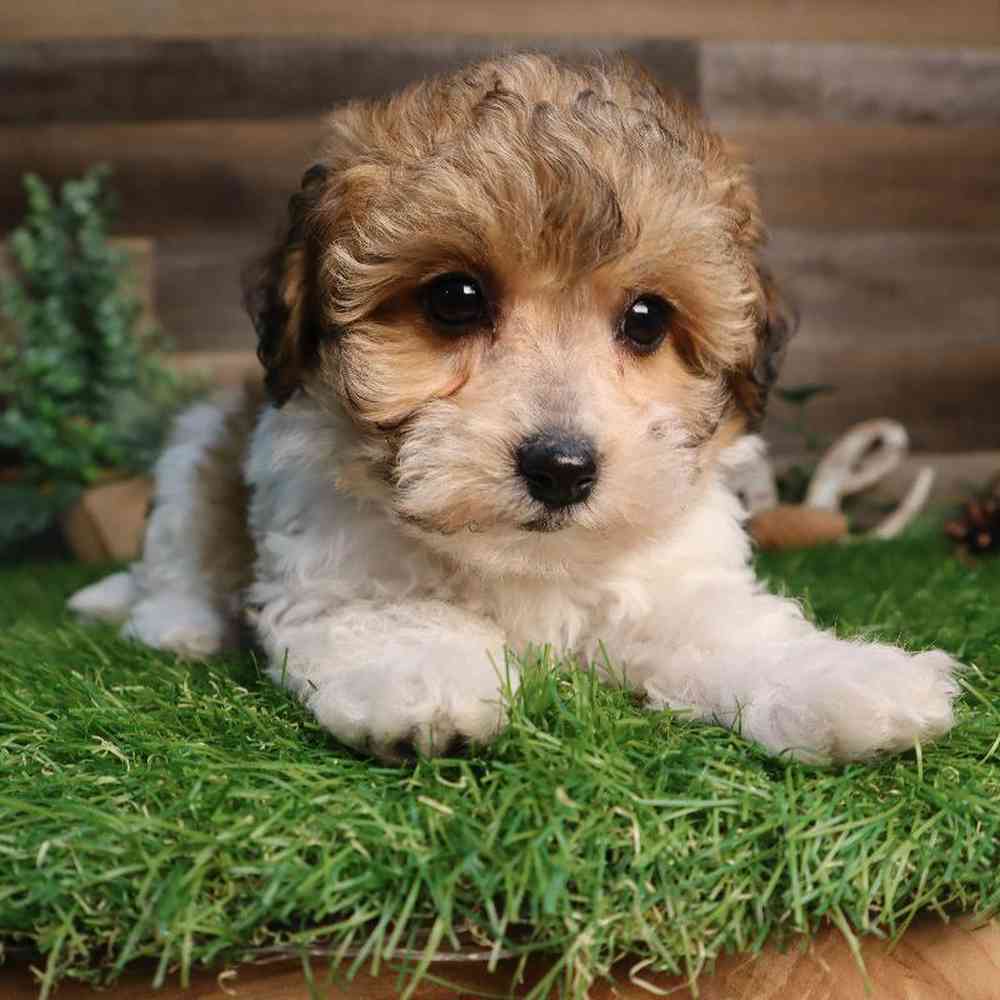 carousel pet images