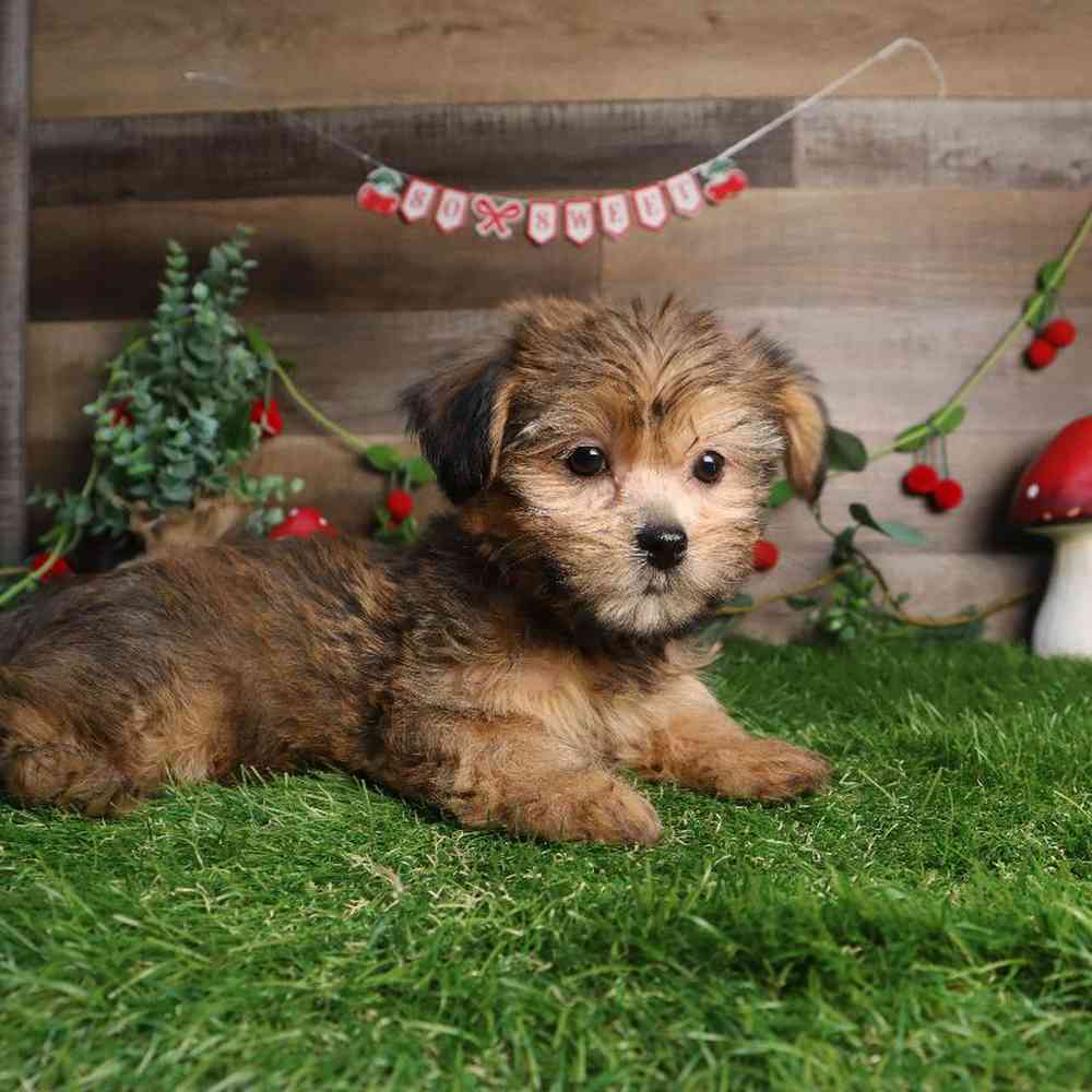 Female Shorkie Puppy for Sale in Blaine, MN