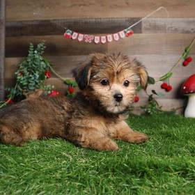 Shorkie
