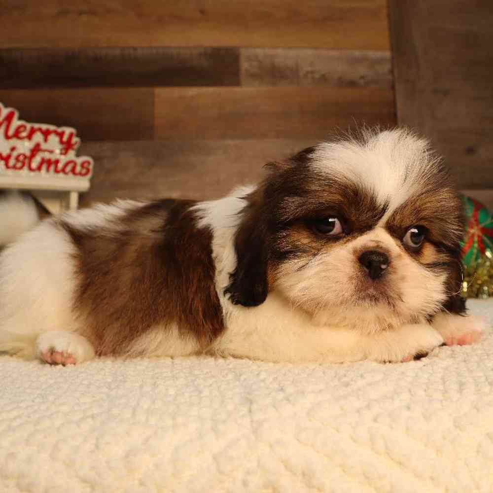 Male Pekingese-Shih Tzu Puppy for Sale in Blaine, MN