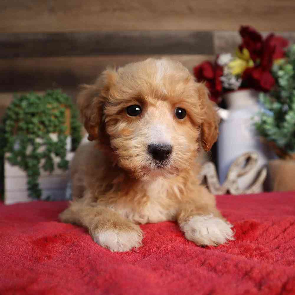 Female Mini Goldendoodle Puppy for Sale in Blaine, MN
