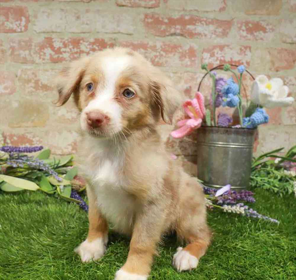 carousel pet images