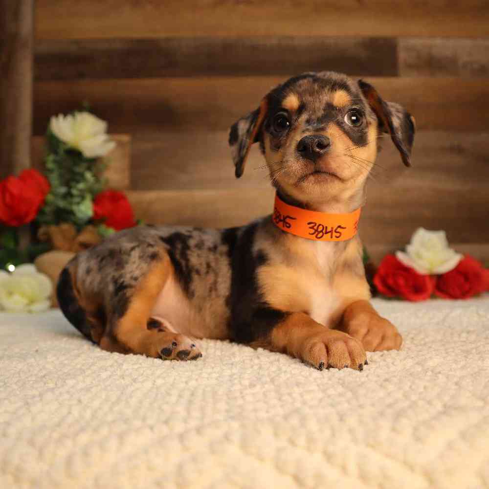 Male Chiweenie Puppy for Sale in Blaine, MN