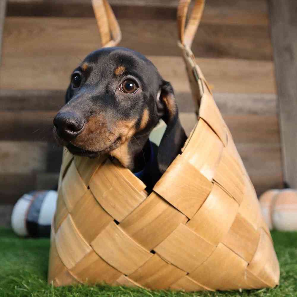 carousel pet images