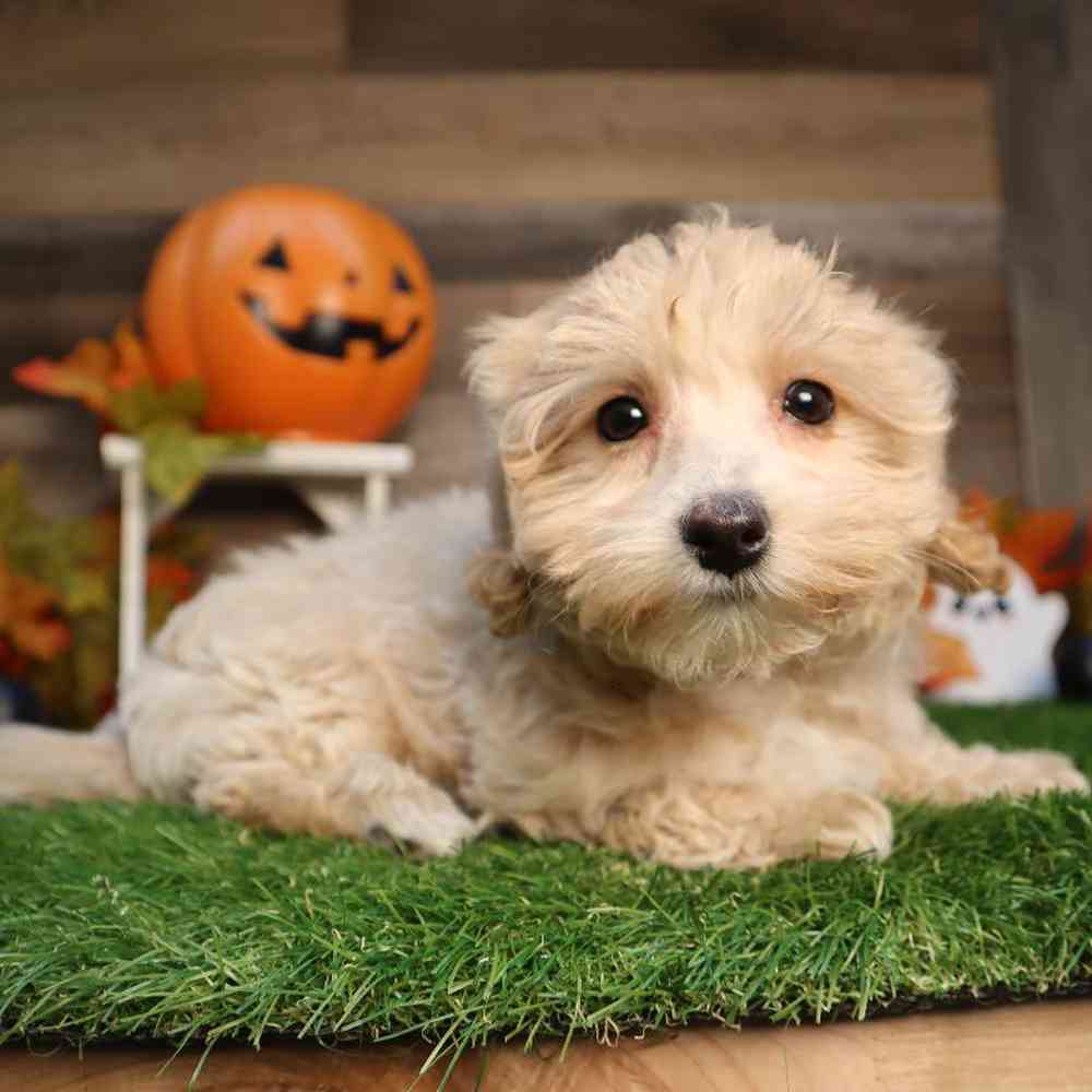 Female Maltipoo Puppy for Sale in Blaine, MN