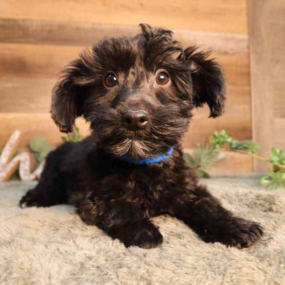 Male Yorkie-Poo Puppy for Sale in Blaine, MN