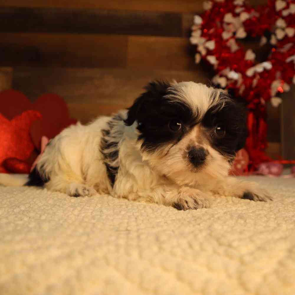 Male Morkie Puppy for Sale in Blaine, MN