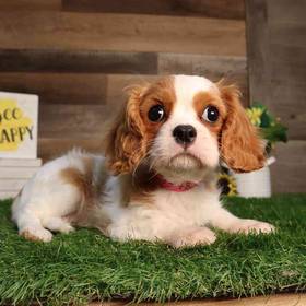 Cavalier King Charles Spaniel