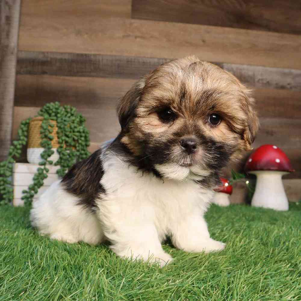carousel pet images