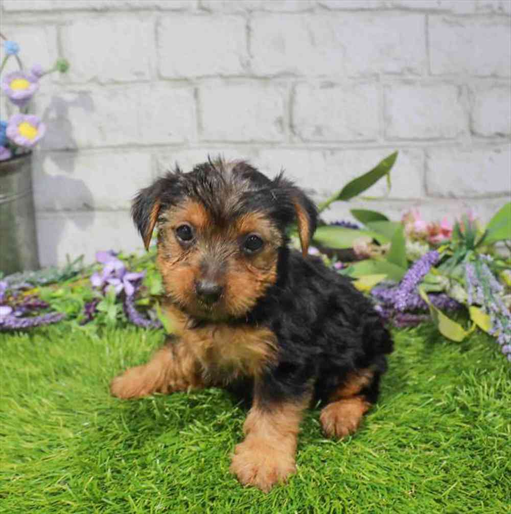 carousel pet images