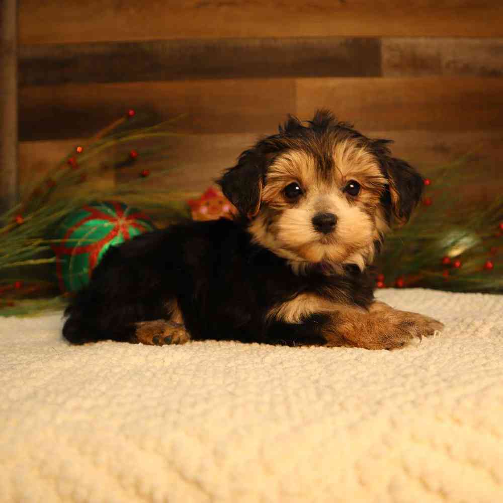 Female Morkie Puppy for Sale in Blaine, MN