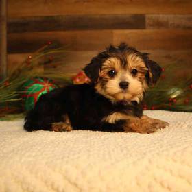 Morkie