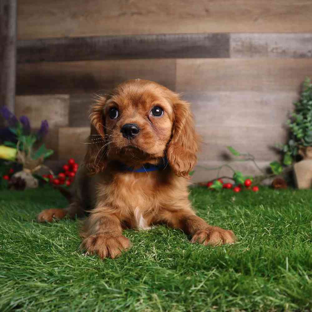 carousel pet images