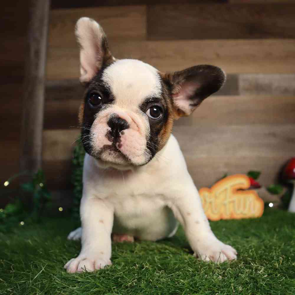 Female French Bulldog Puppy for Sale in Blaine, MN