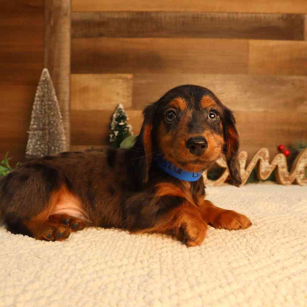 Male Dachshund Puppy for Sale in Blaine, MN