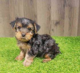 Yorkshire Terrier