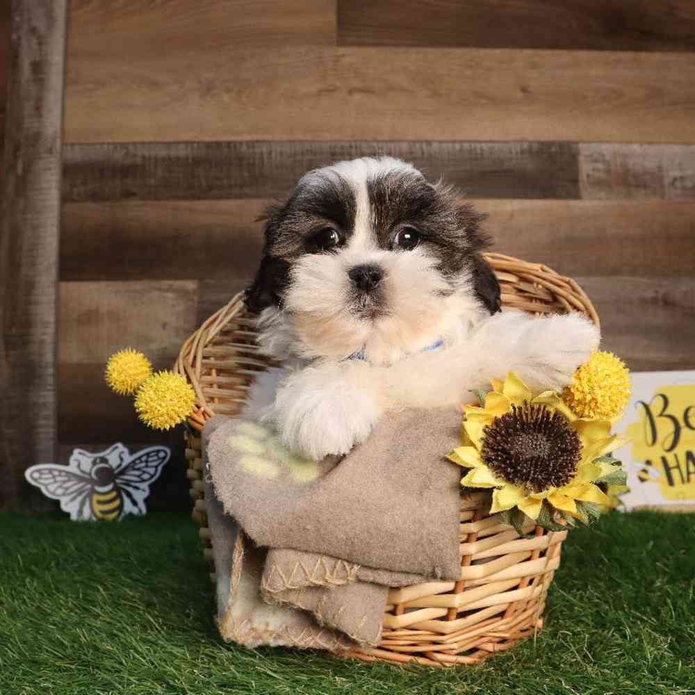Male Yochon Puppy for Sale in Blaine, MN