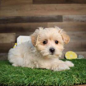 Maltipoo