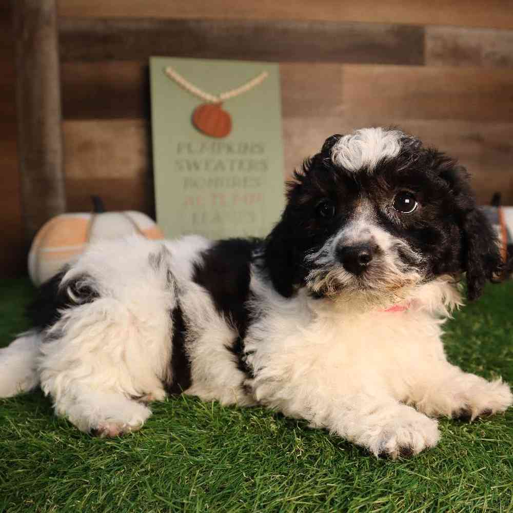 Female Hava-Chon Puppy for Sale in Blaine, MN