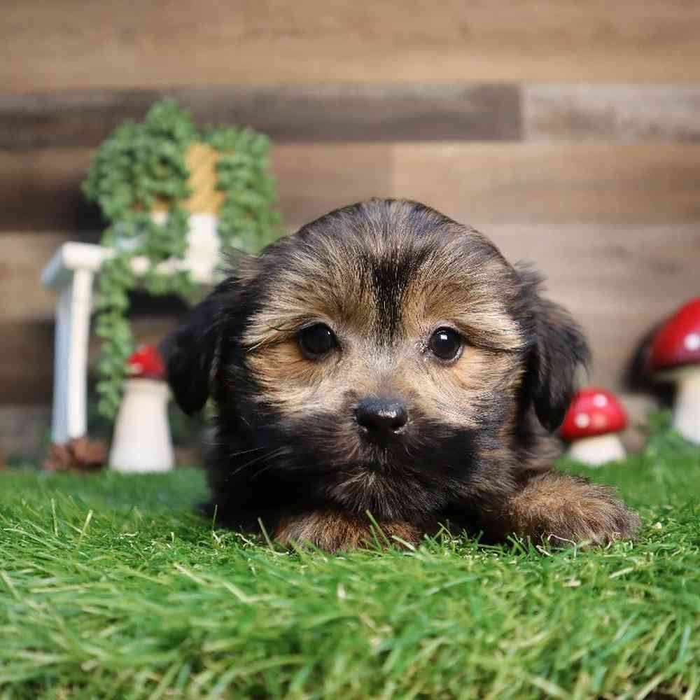 Male Teddy Yorkie Puppy for Sale in Blaine, MN