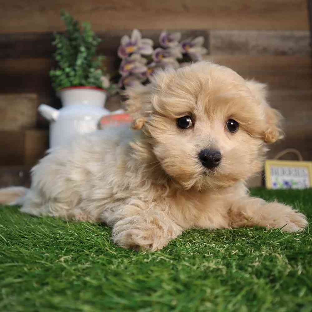 Image of a pet breed in the gallery