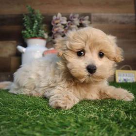 Maltipoo