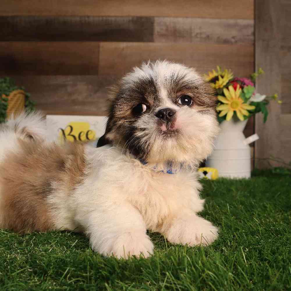 carousel pet images