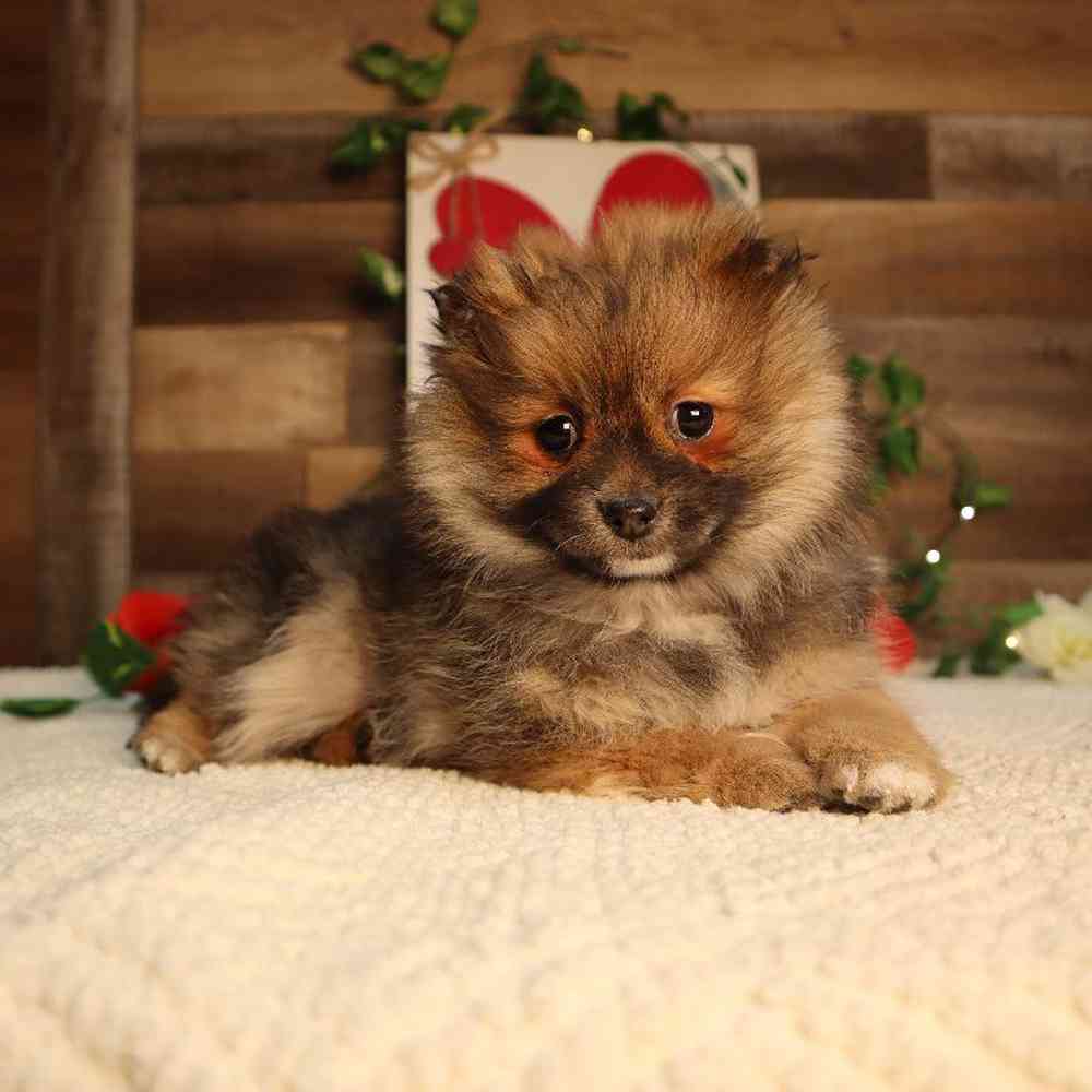 Female Pomeranian Puppy for Sale in Blaine, MN