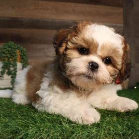 Shih Tzu